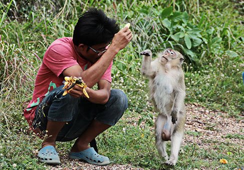 Friendly monkey on Nual Beach of Koh Larn