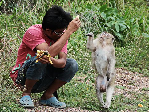 Friendly monkey on Nual Beach of Koh Larn