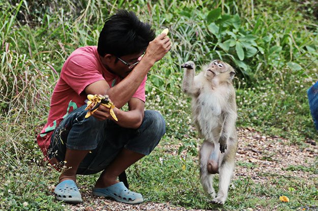 Friendly monkey on Nual Beach of Koh Larn