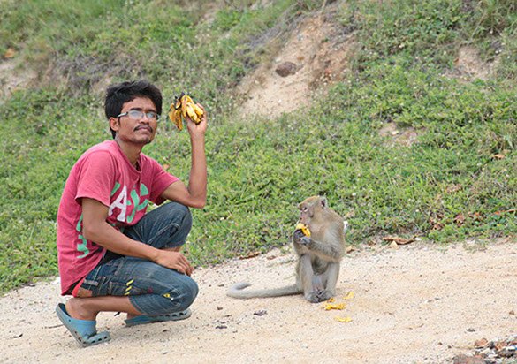 Nice monkey on Nual Beach of Koh Larn