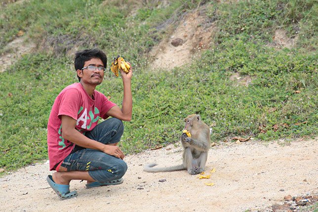Nice monkey on Nual Beach of Koh Larn