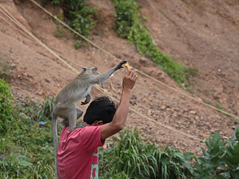 Friendly monkey on Nual Beach of Koh Larn