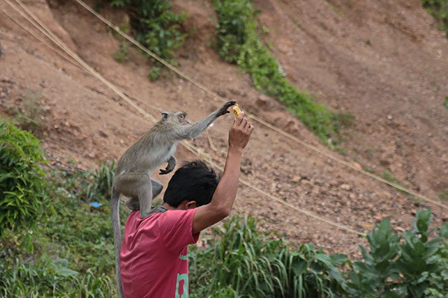 Friendly monkey on Nual Beach of Koh Larn